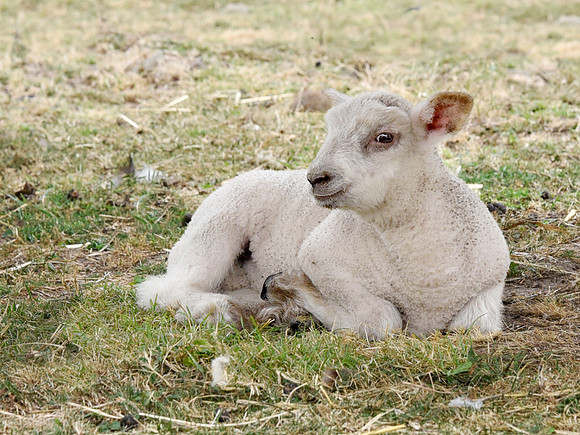 Welcome Baby Lamb Dash