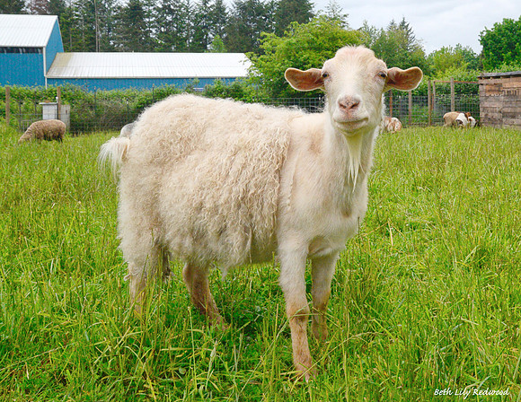 Goats and Sheep