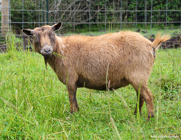 Goats and Sheep