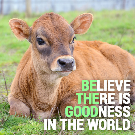 Believe there is goodness in the world