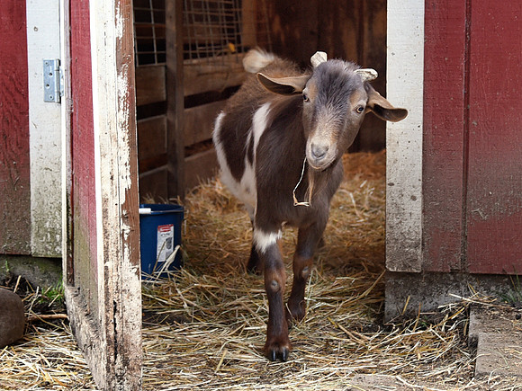 Goats and Sheep