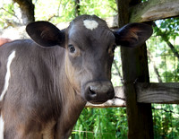 Cows