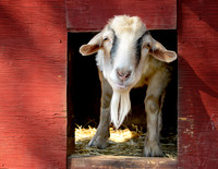Goats and Sheep