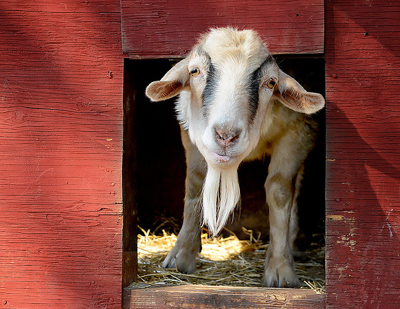 Goats and Sheep