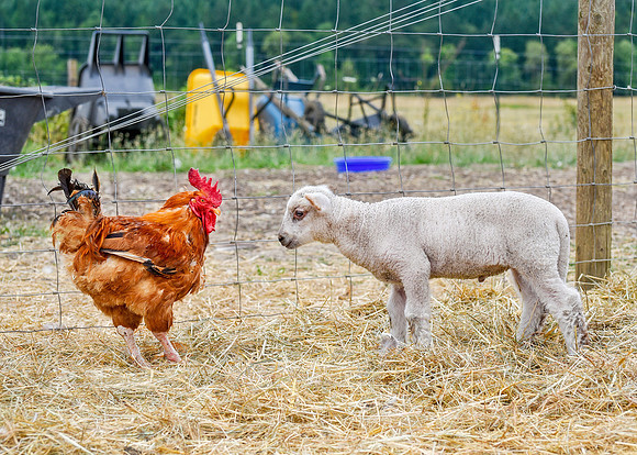 Welcome Baby Lamb Dash