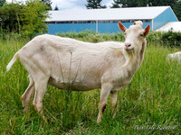 Goats and Sheep