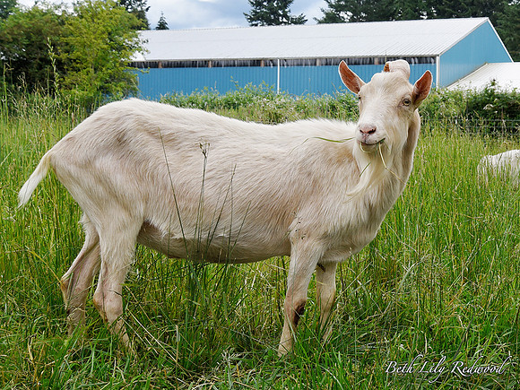 Goats and Sheep