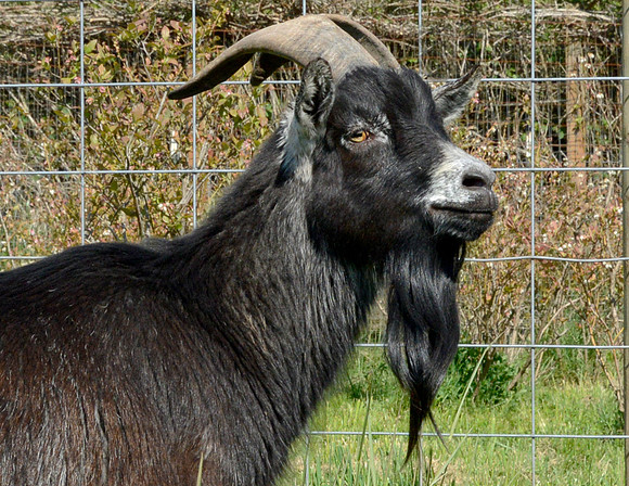 Goats and Sheep