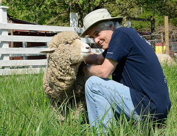 Goats and Sheep