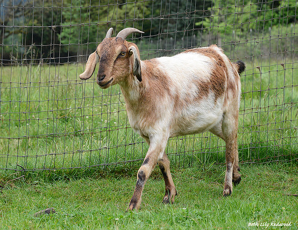 Goats and Sheep