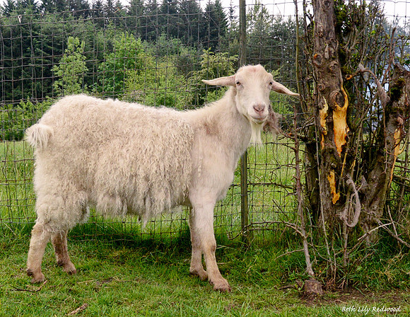 Goats and Sheep