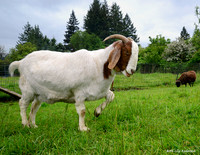 Goats and Sheep
