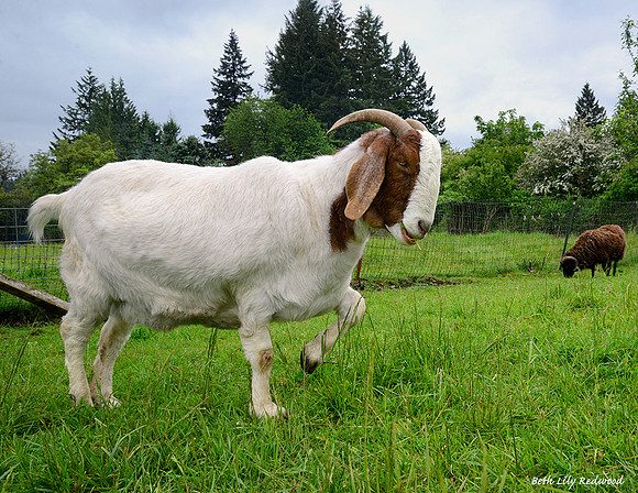 Goats and Sheep