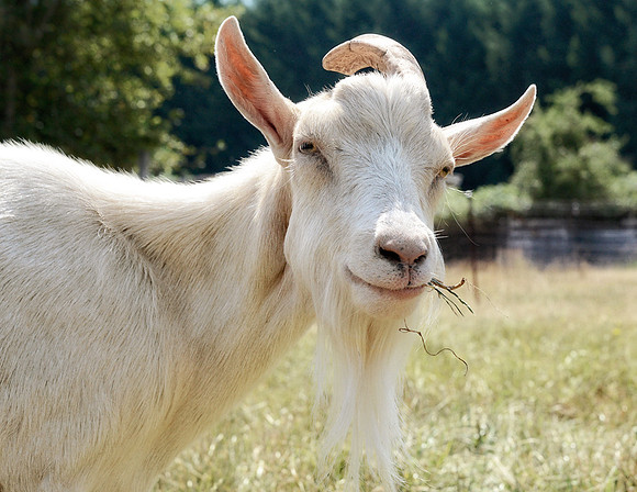 Goats and Sheep