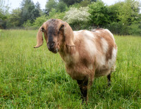 Goats and Sheep