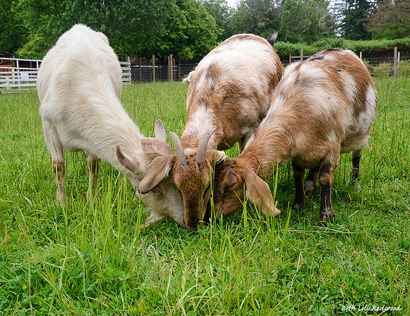 Goats and Sheep