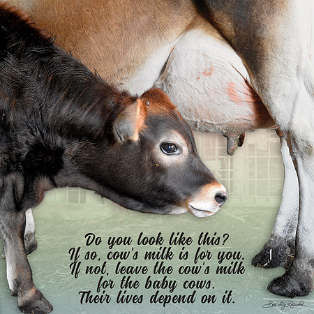 Cow's milk is for baby cows.
