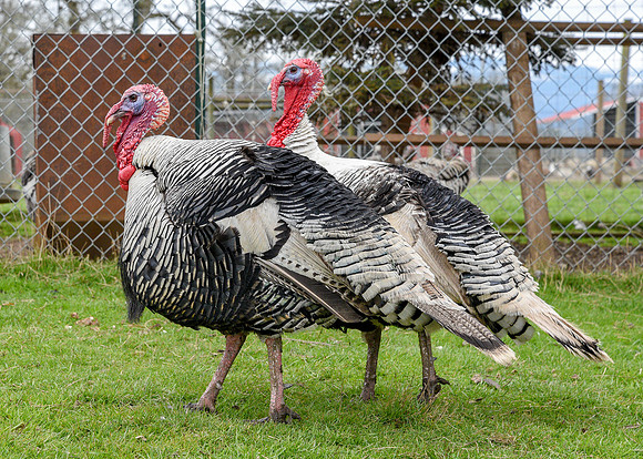 Turkeys at Lighthouse Farm Sanctuary