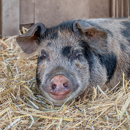 Rescued Pig
