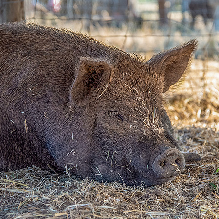 Rescued Pig