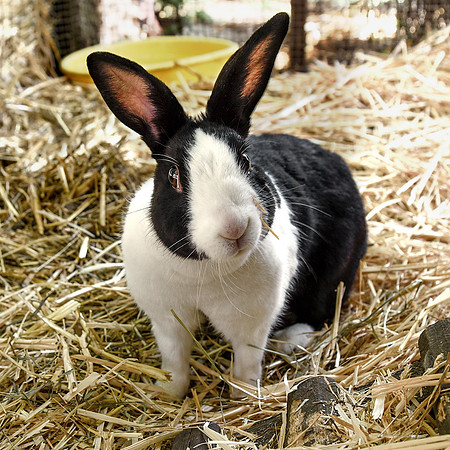 Christie, bunny rabbit