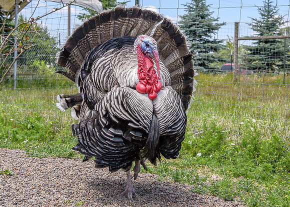 Turkeys at Lighthouse Farm Sanctuary