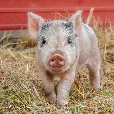 Cute Piglet