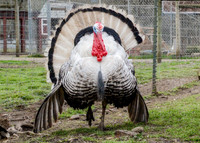 Turkeys at Lighthouse Farm Sanctuary