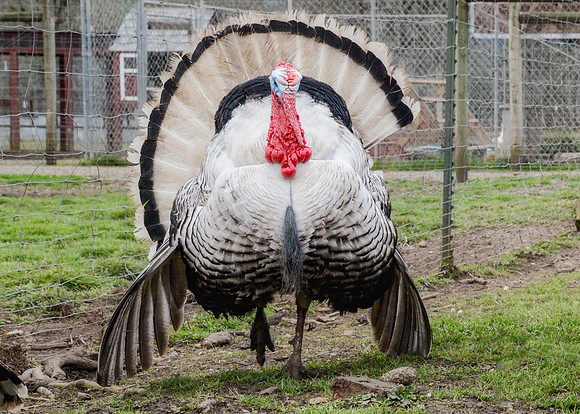 Turkeys at Lighthouse Farm Sanctuary