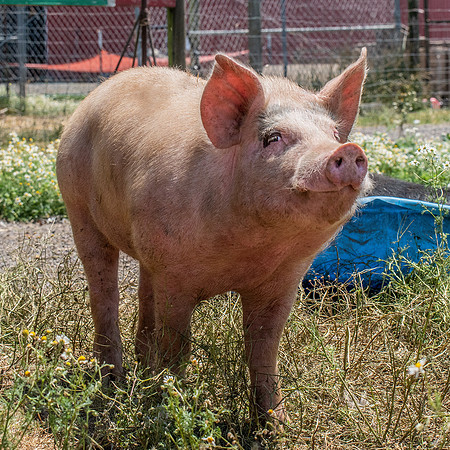 Rescued Pig
