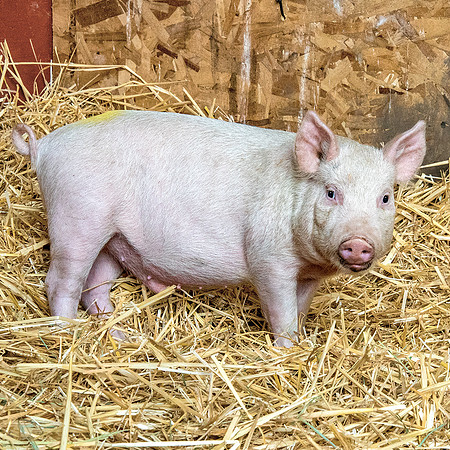 Rescued Pig