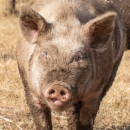 Rescued Pig
