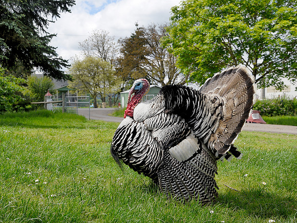 Turkeys at Lighthouse Farm Sanctuary