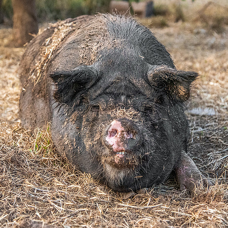 Rescued Pig