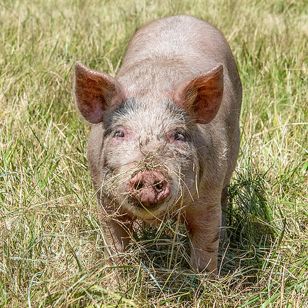 Rescued Pig