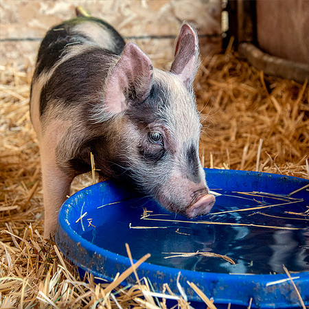 Rescued Pig