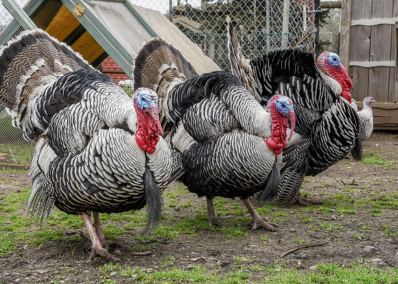Turkeys at Lighthouse Farm Sanctuary