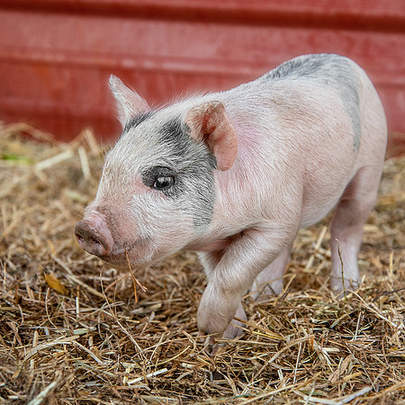 Rescued Pig
