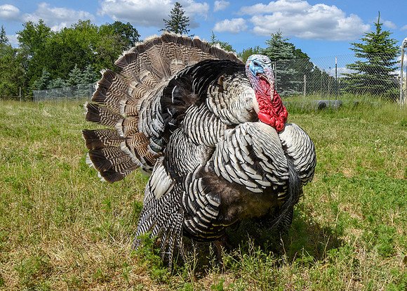 Turkeys at Lighthouse Farm Sanctuary