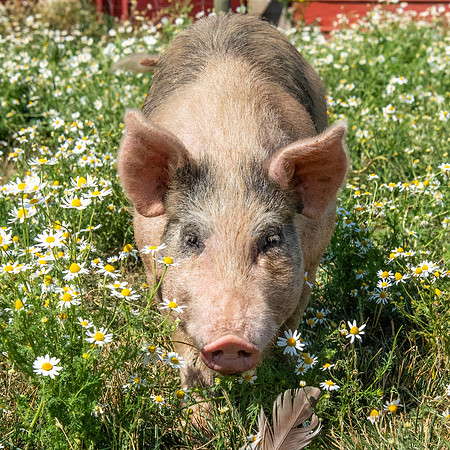 Rescued Pig