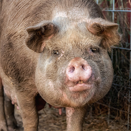 Rescued Pig