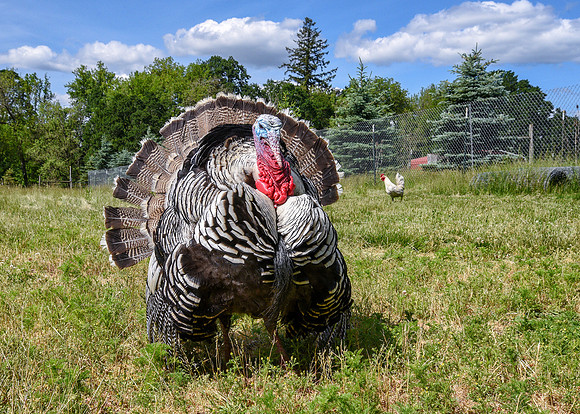 Turkeys at Lighthouse Farm Sanctuary