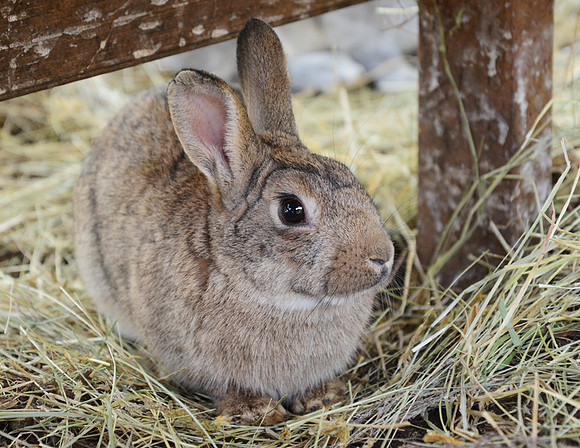 Bunny Rabbit