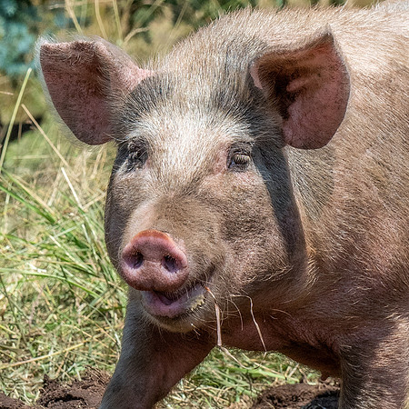 Rescued Pig