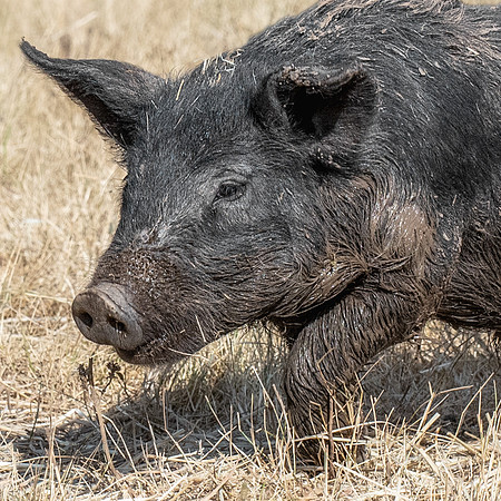 Rescued Pig