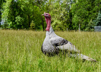 Turkeys at Lighthouse Farm Sanctuary