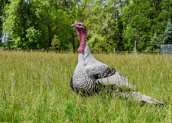 Turkeys at Lighthouse Farm Sanctuary
