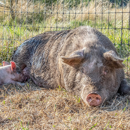 Rescued Pig