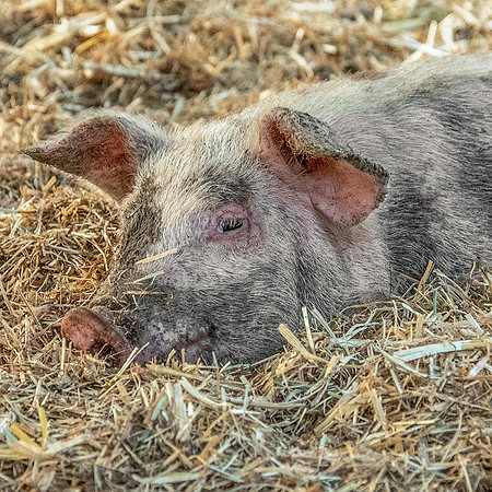 Rescued Pig