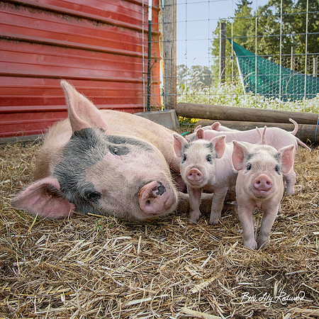 Mother Pig and Piglets
